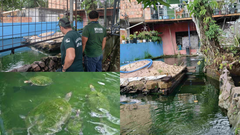 Homem é multado em R$ 140 mil por criar tartarugas, pirarucu e tambaqui no bairro Parque Dez em Manaus