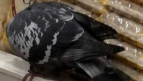 B