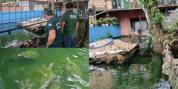 Homem é multado em R$ 140 mil por criar tartarugas, pirarucu e tambaqui no bairro Parque Dez em Manaus