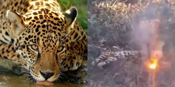 Triste: onça-pintada morre eletrocutada em ramal de Presidente Figueiredo; veja vídeo