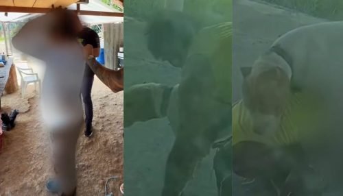 ‘Foi ele que começou a me alisar’, justifica homem ao ser preso por manter relação sexual com pitbull em Presidente Figueiredo; veja vídeo
