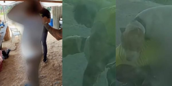 ‘Foi ele que começou a me alisar’, justifica homem ao ser preso por manter relação sexual com pitbull em Presidente Figueiredo; veja vídeo