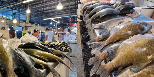Tambaqui